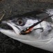 Ein blitzeplanker Fisch nahm die Pataghorva