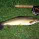 2009-05-01-Deutschland-Allgäu-Diese Bachforelle gibts zum Abendessen