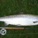 06-2011-Schweden-Mörrum-11,5kg Mörrumsilber