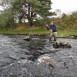 10-2011-Schottland-Dee-Lachsdrill Teil 2 Ein großer Bock hat die Frances genommen