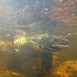 10-2011-Schottland-Dee-underwater 10-2011-Schottland-Dee-underwater